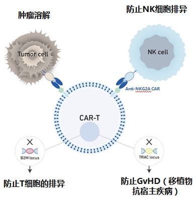 實體瘤CAR-T的破局者 科濟藥業(yè)李宗海談全球研發(fā)進展、海外布局與下一代技術