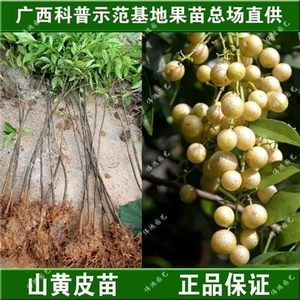 廣東黃皮樹苗批發(fā)全攻略 最新報(bào)價(jià)與選購指南