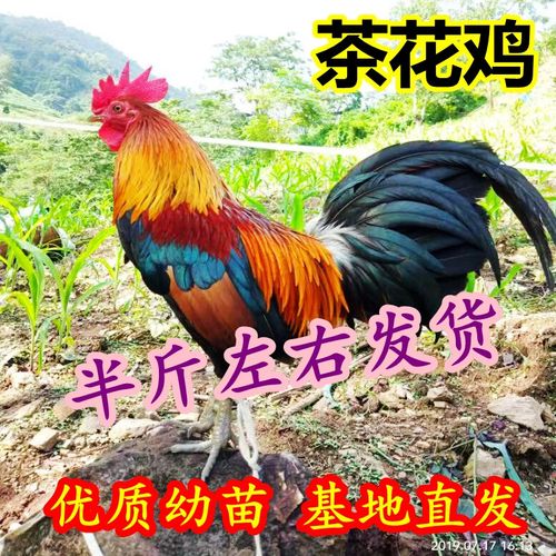 半斤茶花雞苗與七彩觀賞雞苗批發(fā)養(yǎng)殖指南